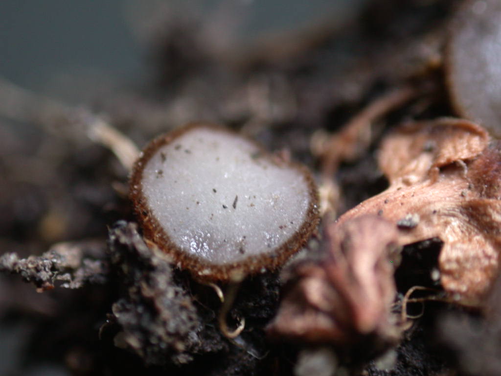 Piccolissimi  ascomyceti ....